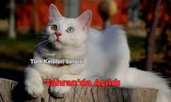 Türk Kedileri Sergisi Tahran'da Açıldı