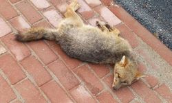 Sokak ortasında ölü tilki bulundu