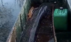 71 kilogramlık yayın balığı yakalandı