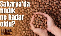 Fındık Fiyatlarında Yükseliş: Günlük Veriler Açıklandı | 25 Ekim 2025