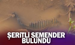 Şeritli Semender bulundu