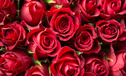 Sevgililer gününde hangi çiçek alınır? | Sevgililer gününde hangi çiçek tercih edilir