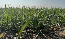 Trakya'da çiftçiler buğdayda yüksek verim için ilkbahar yağışlarını bekliyor