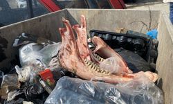 Çöpte eti sıyrılmış tek tırnaklı hayvan kemikleri bulundu