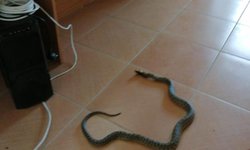 Bilecik'te sağlık ocağına giren yılan panik yaşattı