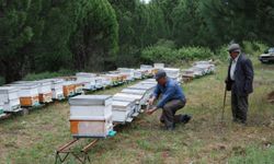 Baraj çevresindeki kovanlarda bulunan arılar telef oldu