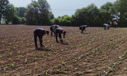 Tarımsal Üretim Bahçesi’nde yazlık üretim başladı