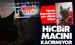 Bu kedi voleybolsever çıktı!