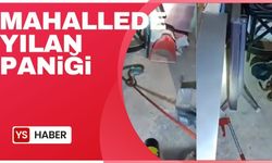 Mahallede yılan paniği