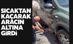 Sıcaklardan kaçan köpek aracın altına girdi