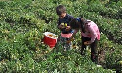 Tarım işçisi çocuklar için acil çözümler üretilmeli!