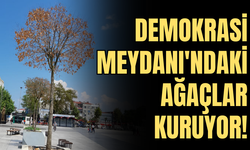 Demokrasi Meydanı'ndaki Ağaçlar Kuruyor!