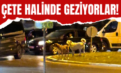 Çete Halinde Geziyorlar!