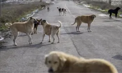 Başıboş sokak köpekleri düzenlemesi Meclis'ten geçerek yasalaştı