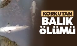 Çark'ta balık ölümleri!