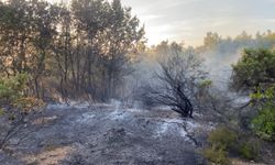 Gebze'de ormanlık alanda yangın çıktı