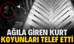 Ağıla giren kurt koyunları telef etti