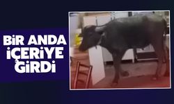 Bir anda içeriye daldı!