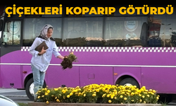 Belediyenin Diktiği Çiçekleri Koparıp Götürdü