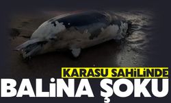 Karasu'da balina şoku