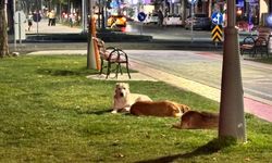 Karağaç Caddesi'nde başı boş köpekler tehlike saçıyor!