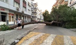 20 metrelik çam ağacı yola devrildi