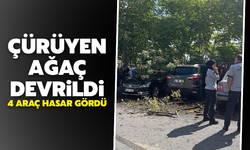 Sakarya'da çürüyen ağaç devrildi, 4 araç hasar gördü