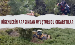 Dikenlerin arasından uyuşturucu çıkarttılar