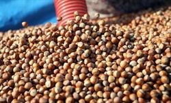 13 Aralık 2025 güncel fındık fiyatları