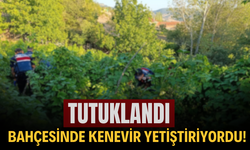 Bahçesinde kenevir yetiştiriyordu! Tutuklandı