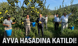 Başkan Yıldız ayva hasadına katıldı!