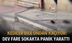 Dev Fare Sokakta Panik Yarattı