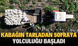 Kabağın tarladan sofraya yolculuğu başladı