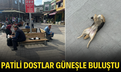 Patili Dostlar Güneşle Buluştu