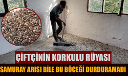 Çiftçinin korkulu rüyası kokarca mahalleyi istila etti