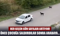 Erenler'de Başıboş Köpek Sorunu Devam Ediyor