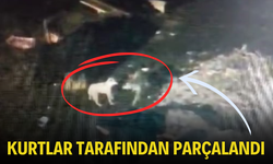 Kurtlar tarafından parçalandı