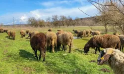 Edirne'de 31 çiçek vakası tespit edildi!