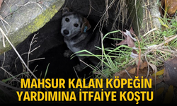 Mahsur kalan köpeğin yardımına itfaiye koştu