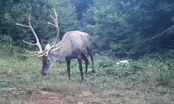 Samanlı Dağları'na salınan kızıl geyikler fotokapanlara yansıdı