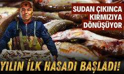 Sakarya'da yılın ilk hasadı başladı!