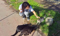 SUBÜ Öğrencilerinden Mama Dağıtımı Etkinliği
