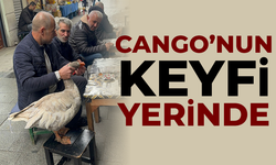 Cango'nun keyfi yerinde!