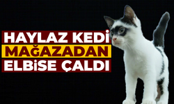 Haylaz Kedi Giyim Mağazasından Elbise Çaldı!