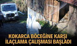 Kokarca Böceğine Karşı İlaçlama Çalışması Başladı