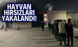 Hayvan hırsızları tutuklandı!