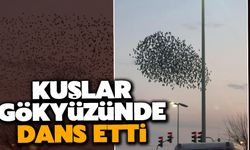 Sığırcık kuşlarının gökyüzündeki dansı mest etti