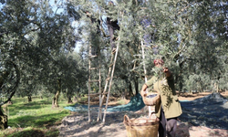 Marmarabirlik nihai fiyatları açıkladı