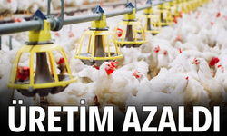 Tavuk eti ve yumurta üretimi Kasım'da azaldı