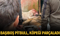 Başıboş pitbull, köpeği parçaladı